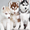 Siberian Huskies